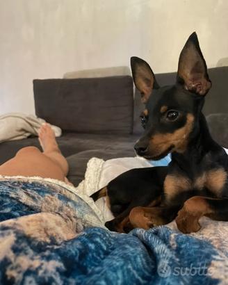 Pinscher nano
