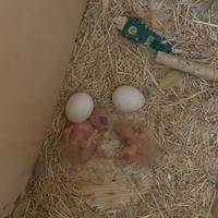 Pulli di inseparabili