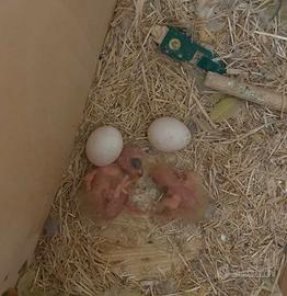 Pulli di inseparabili