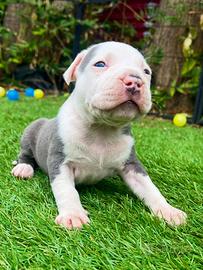 American Bully