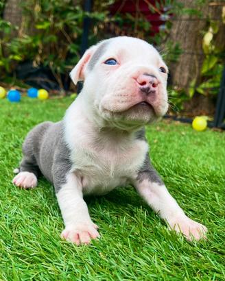 American Bully
