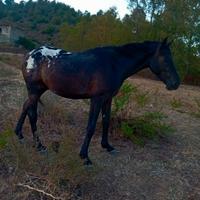 Cavallo appaloosa
