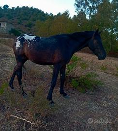 Cavallo appaloosa