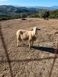 Montone Laticauda