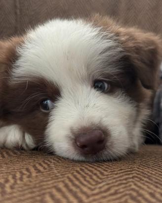 Cuccioli Border Collie