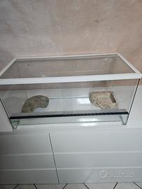 Teca per rettili