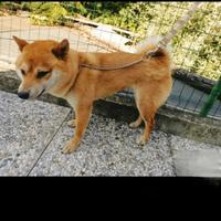 Shiba inu