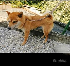 Shiba inu