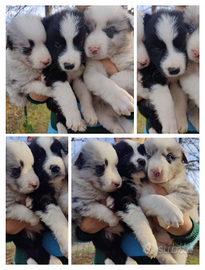 Border collie cuccioli di due mesi