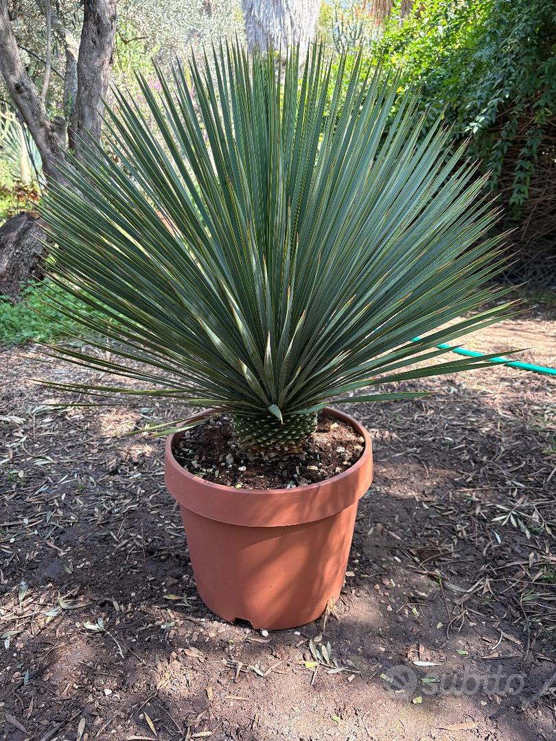 YUCCA ROSTRATA - Giardino e Fai da te In vendita a Agrigento