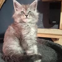 Maine coon kitten