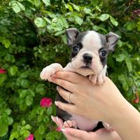 Boston terrier