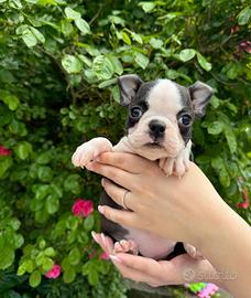 Boston terrier