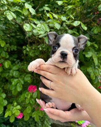 Boston terrier