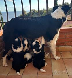 Cuccioli di border collie meravigliosi