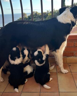Cuccioli di border collie meravigliosi