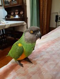 Pappagallo