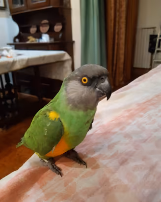 Pappagallo