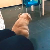 American bully pocket EXTREME