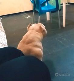 American bully pocket EXTREME