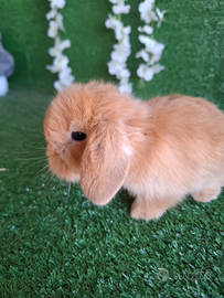 Coniglietti ariete nano