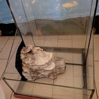 acquario 