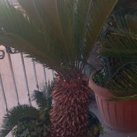 piante cycas revoluta ventennali in vaso