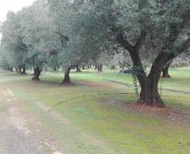 Terreno agricolo con ulivi - Maruggio (TA) contrad