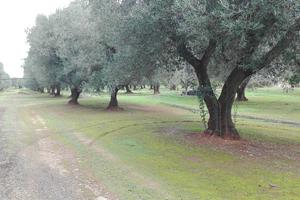 Terreno agricolo con ulivi - Maruggio (TA) contrad