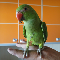 Calopsite parrocchetti dal collare