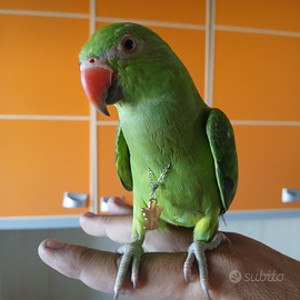 Calopsite parrocchetti dal collare