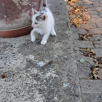 Regalero i gattini a brave persone