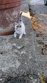 Regalero i gattini a brave persone