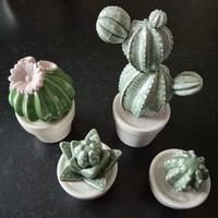 piantine grasse in ceramica