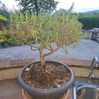 Bonsai di Rosmarino