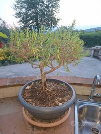 Bonsai di Rosmarino