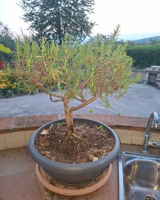 Bonsai di Rosmarino