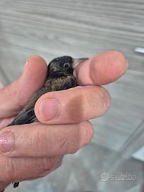 Cardellina nera