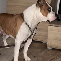 American Staffordshire