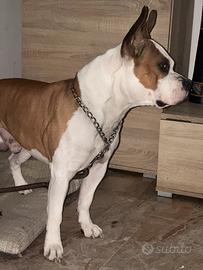 American Staffordshire