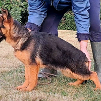 Cucciolo pastore tedesco