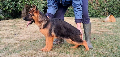 Cucciolo pastore tedesco