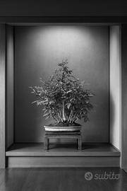 Bosco faggi crenata bonsai
