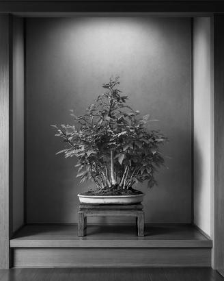 Bosco faggi crenata bonsai