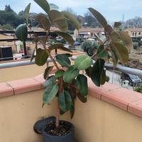 Pianta di ficus elastica 