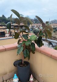 Pianta di ficus elastica 
