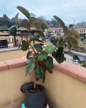 Pianta di ficus elastica 