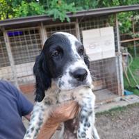 Setter inglese bianco nero