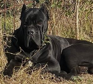 Cuccioli cane corso