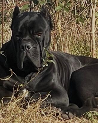 Cuccioli cane corso